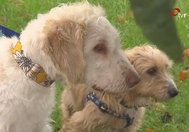 ¿Cómo afrontar la muerte de una mascota?