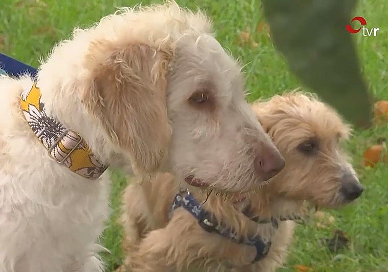 ¿Cómo afrontar la muerte de una mascota?