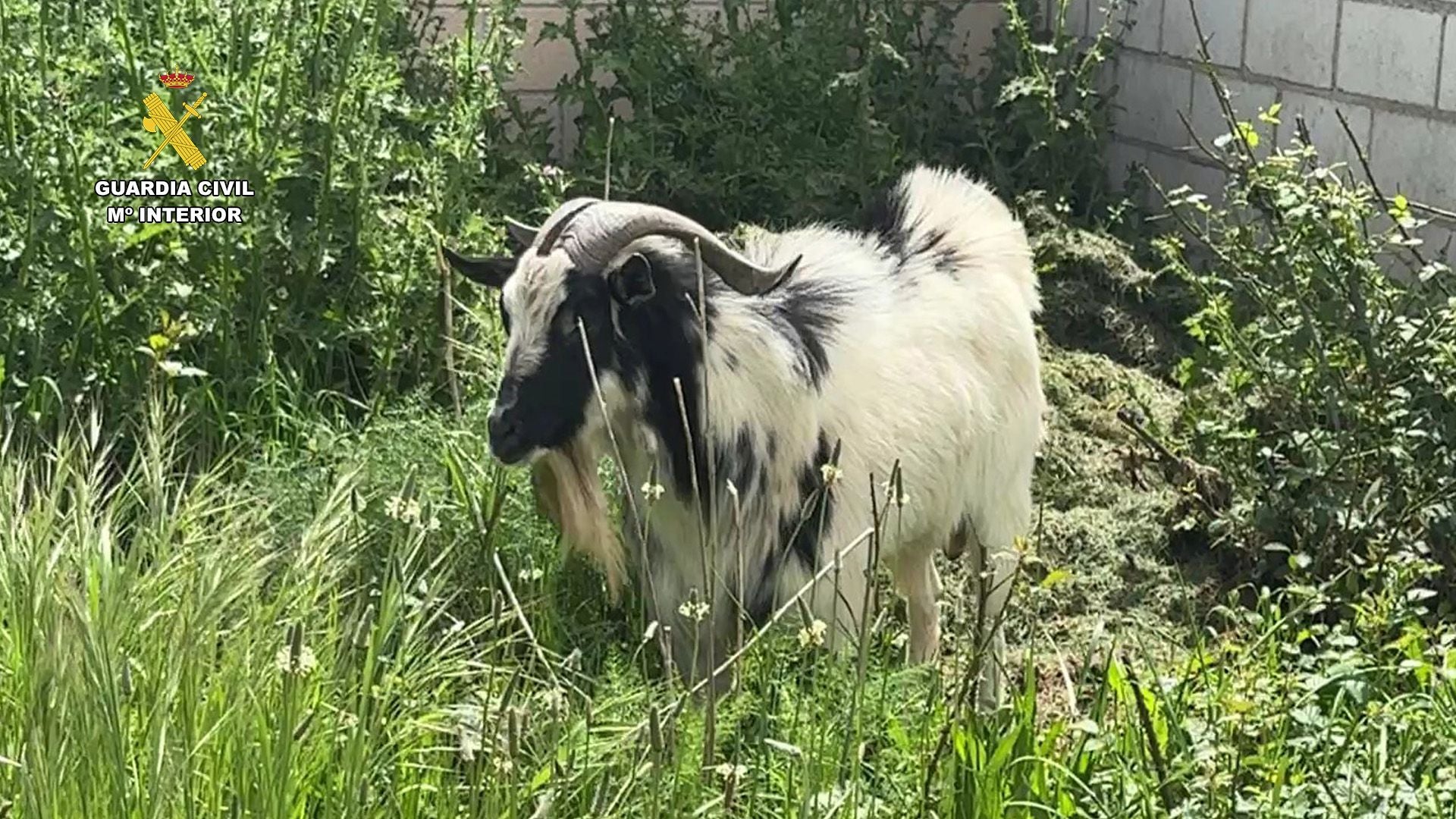 Detenido un hombre por robo y maltrato animal en Albelda
