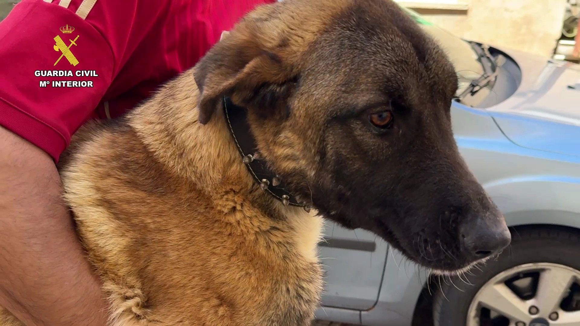 Detenido un hombre por robo y maltrato animal en Albelda