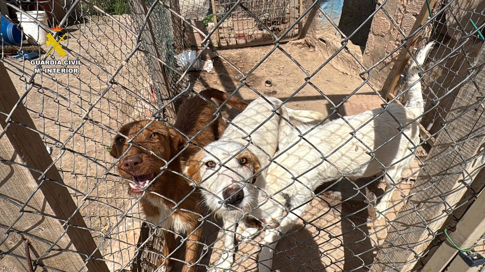 Detenido un hombre por robo y maltrato animal en Albelda