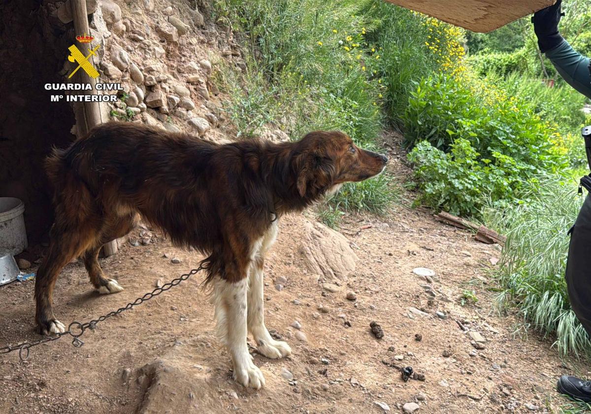 Detenido un hombre por robo y maltrato animal en Albelda