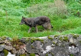 Lobo avistado en Viniegra de Abajo durante el 2024.