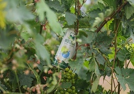 Una lata de mosto con gas sobre una cepa.