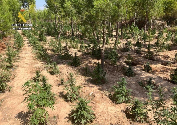 Localizan una plantación de marihuana camuflada entre los pinos