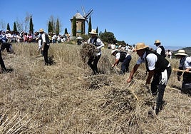 Demostración de la siega en la fiesta de la Molienda de Ocón en 2024.