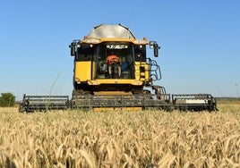 Cosechadora en un campo de Calahorra.