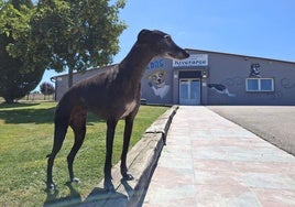 El galgo Nilo, a punto de entrar en la residencia canina Riverarce de Rodezno.