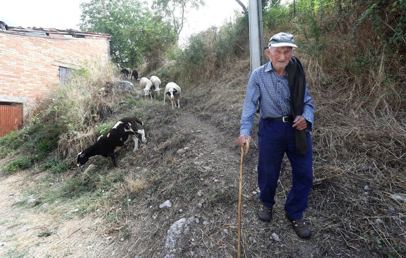 Julio Soto desciende de un pequeño pasto ubicado junto al casco urbano de Anguiano, donde suele llevar a pequeño rebaño