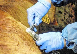 La Rioja ayudará con 60.000 euros a las explotaciones afectadas por tuberculosis bovina