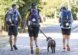 La perra Daia realiza el Camino de Santiago junto a sus dueños durante el presente verano de 2025.