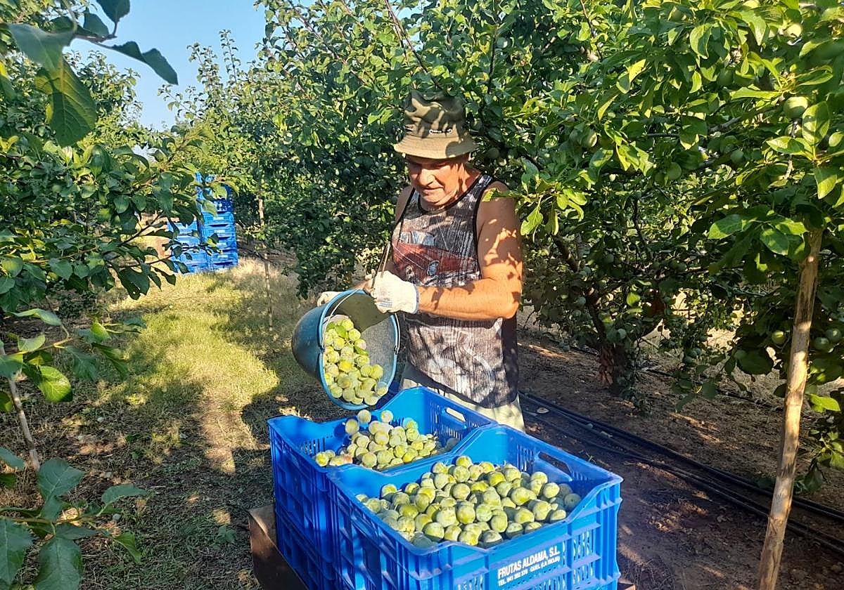 Roberto Miguel recogiendo ciruela este martes en una finca de Quel.