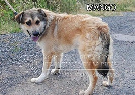 Mango quiere un hogar