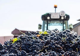 Remolque cargado de uvas tintas la semana pasada.