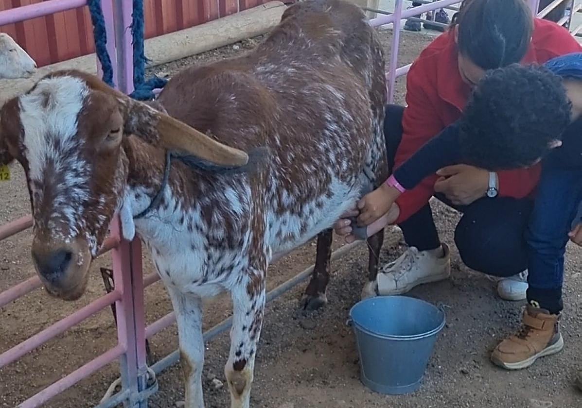 Silvia Muñoz ayuda a ordeñar una cabra en su granja escuela.