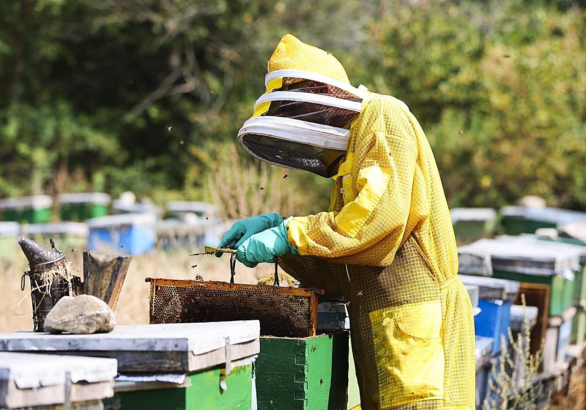 Víctor Esteban saca una bandeja de una colmena.