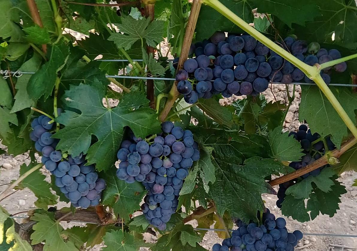 El envero por zonas, con uvas de Tudelilla en la primera imagen y de la zona de Haro en la segunda.