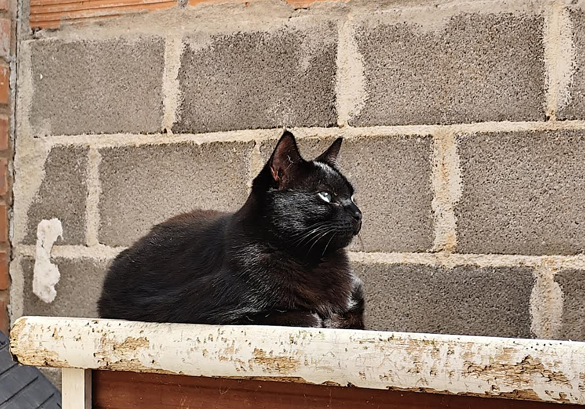 Álex, un gato negro divertido