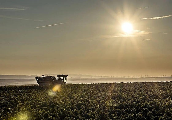 La cooperativa de la Aldea esperará hasta el lunes 18 para iniciar la vendimia