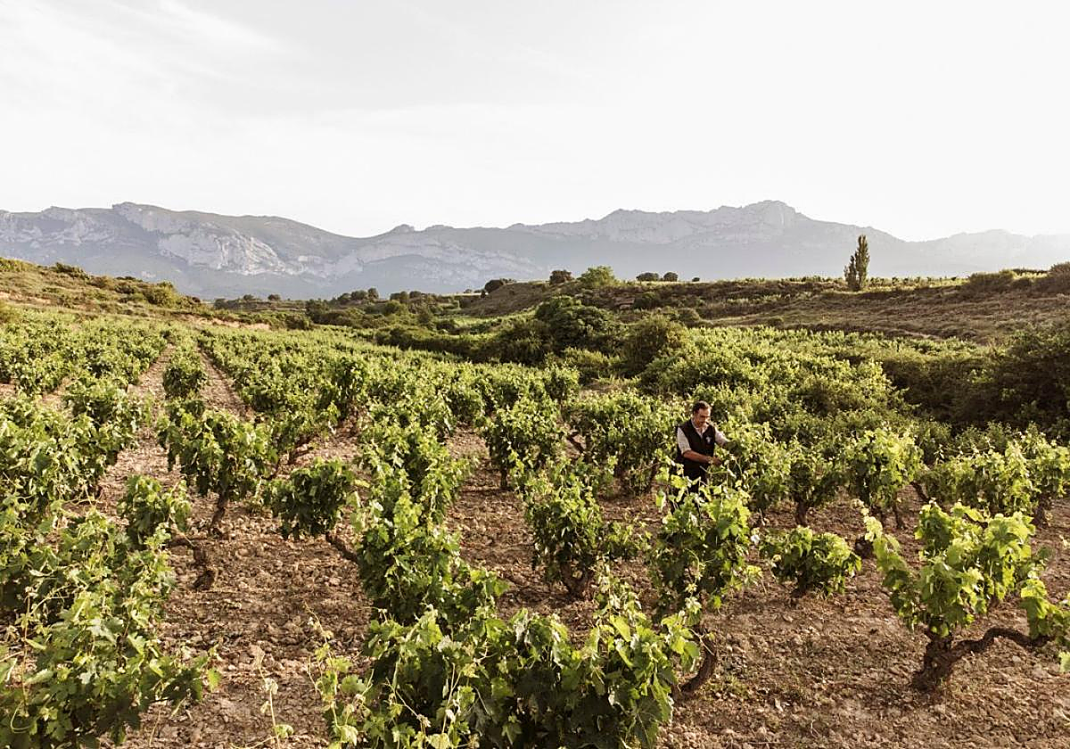 Los viticultores ya pueden alegar si discrepan con la reducción de rendimientos