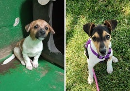 Charlie y Pluto, dos cachorritos que quieren un hogar