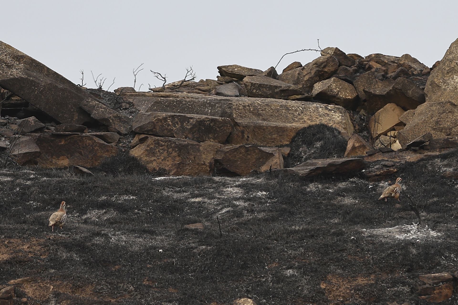 El día después del incendio en Fonzaleche y Gimileo