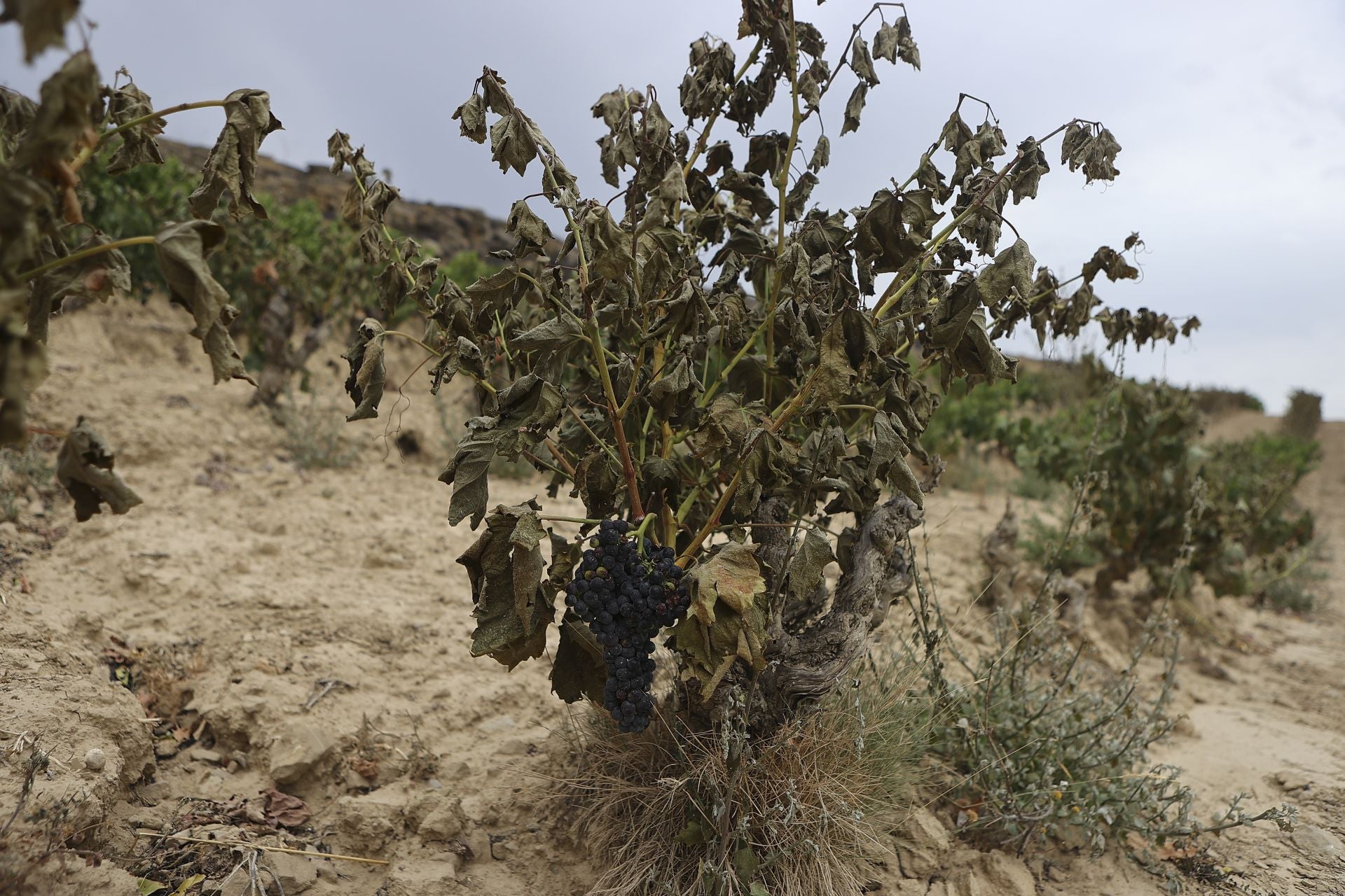 El día después del incendio en Fonzaleche y Gimileo