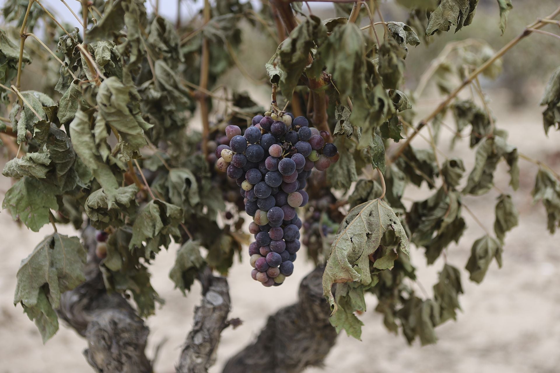 El día después del incendio en Fonzaleche y Gimileo