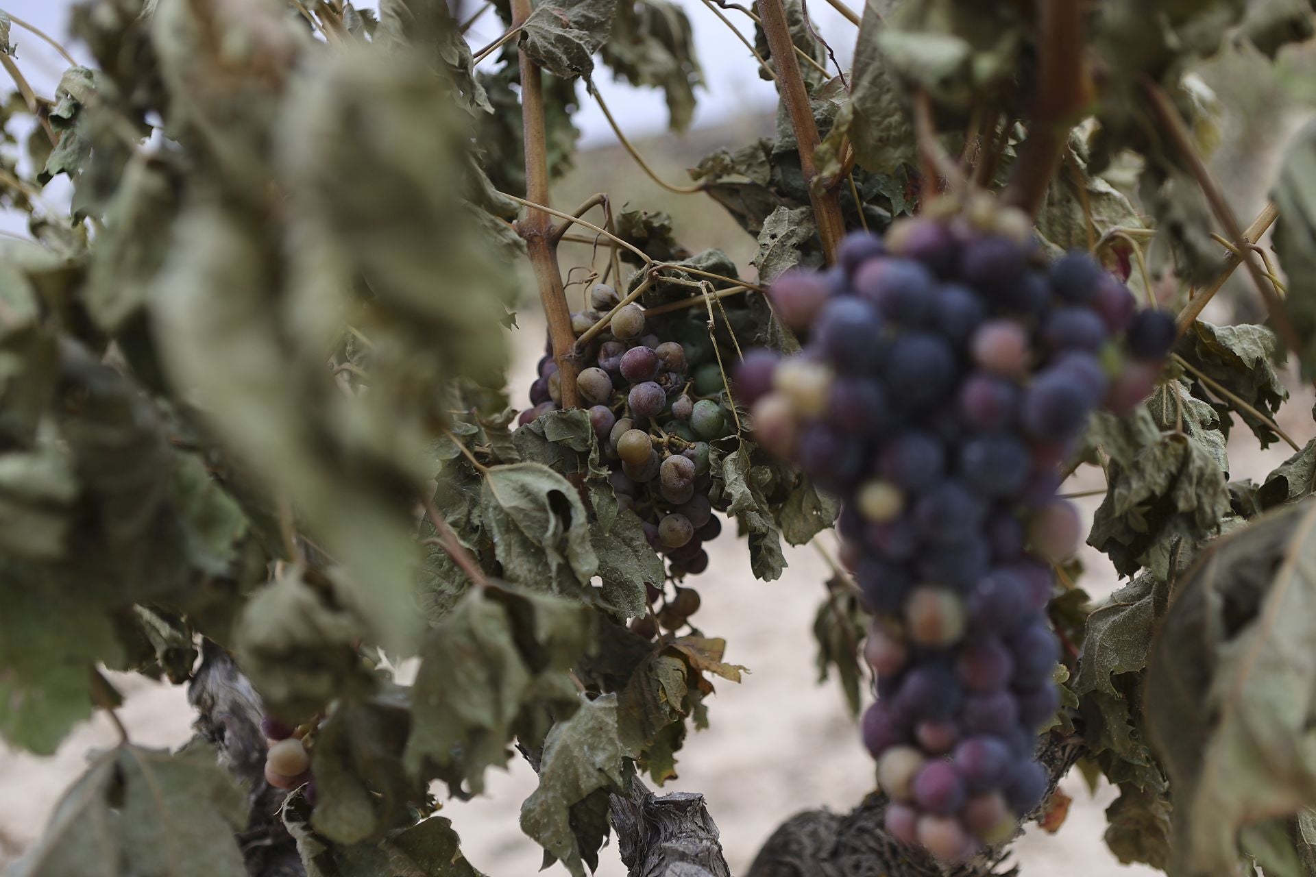 El día después del incendio en Fonzaleche y Gimileo