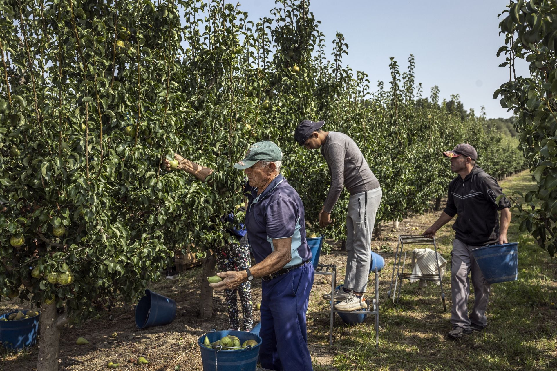 Imagen de la recogida de peras durante la campaña 2024.