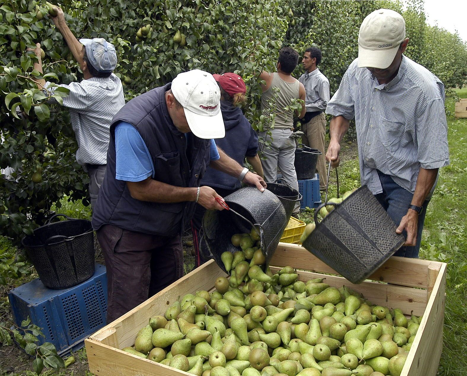 Una depreciación que también se hace sentir en el cereal y los frutales de regadío