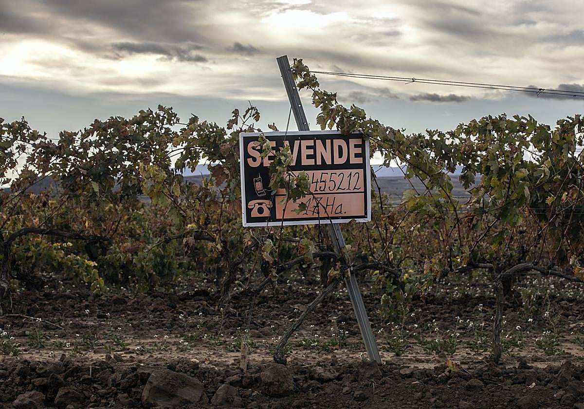 Imagen de una viña a la espera de comprador en La Rioja Alta.