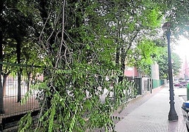 Una rama que invade la acera, hoy en La Guindilla.