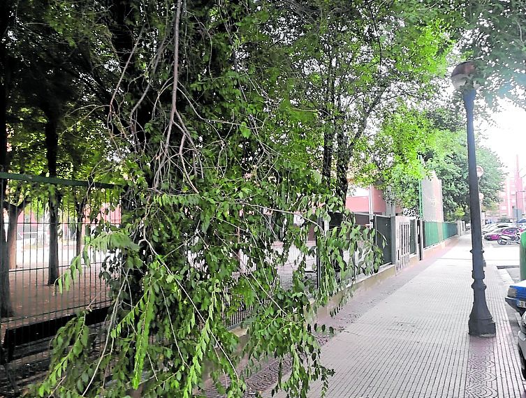Una rama que invade la acera, hoy en La Guindilla.