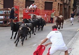 Un aficionado llama a una vaca en el encierro matutino de ayer.