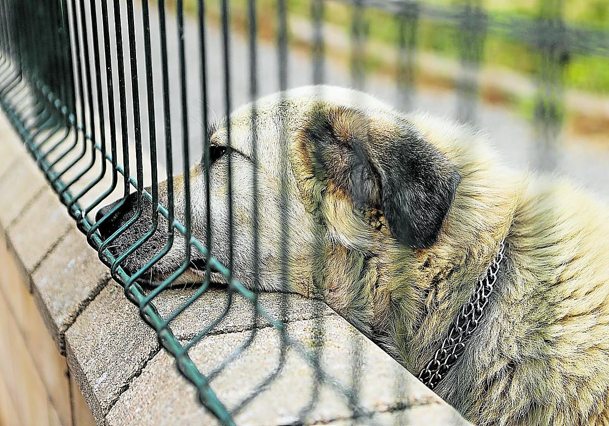 Rex, uno de los perros del Centro de Acogida de Cañas, descansa en uno de los jardines de este refugio.