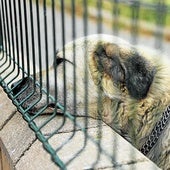 Rex, uno de los perros del Centro de Acogida de Cañas, descansa en uno de los jardines de este refugio.