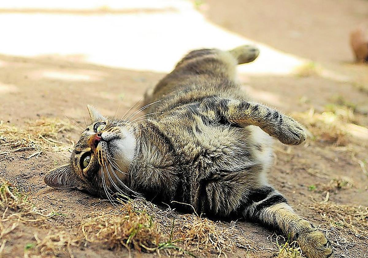 Imagen principal - Una lealtad que se paga con el abandono