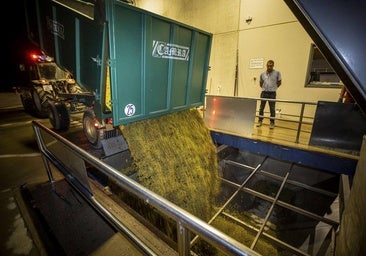 La cooperativa Viñedos de Aldeanueva también inicia la vendimia