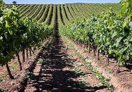 Parcela de viñedo en la Denominación de Origen Rioja.