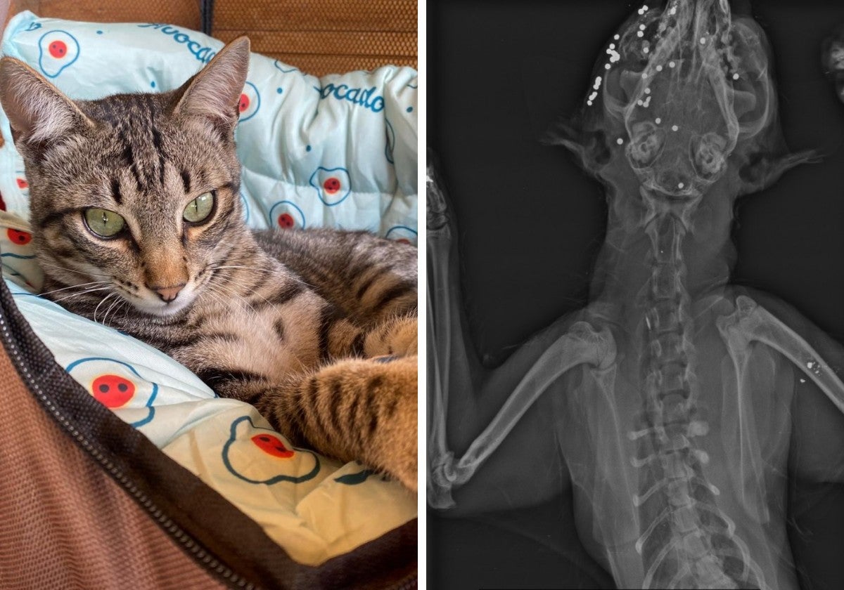 Willy, en una foto reciente. A la derecha una radiografía del animal muerto muestra los perdigones.