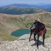 El galgo Nilo observa la laguna de Urbión desde la cima de la Muela, a 2.228 metros de altitud.