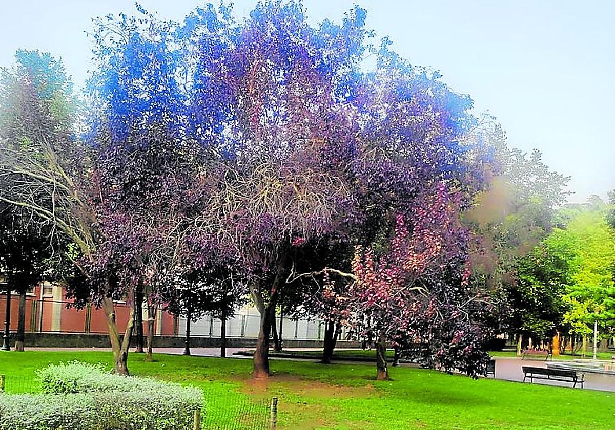 Árboles que se secan, hoy en La Guindilla.