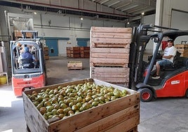 Recepción de peras conferencia ayer en la SAT Valle de Rincón.
