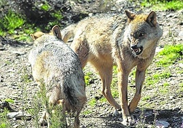 Dos ejemplares de lobo ibérico.