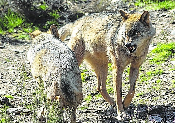 Dos ejemplares de lobo ibérico.