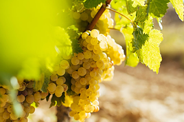 Segundo boletín de maduración de Rioja: condiciones sanitarias y vegetativas buenas y grado con algo de adelanto