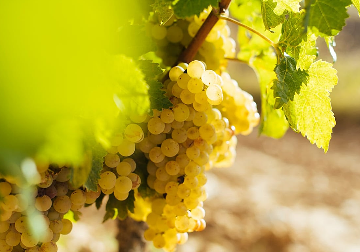 Segundo boletín de maduración de Rioja: condiciones sanitarias y vegetativas buenas y grado con algo de adelanto