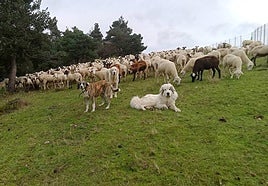 Rebaño de ovejas, cabas y mastines.