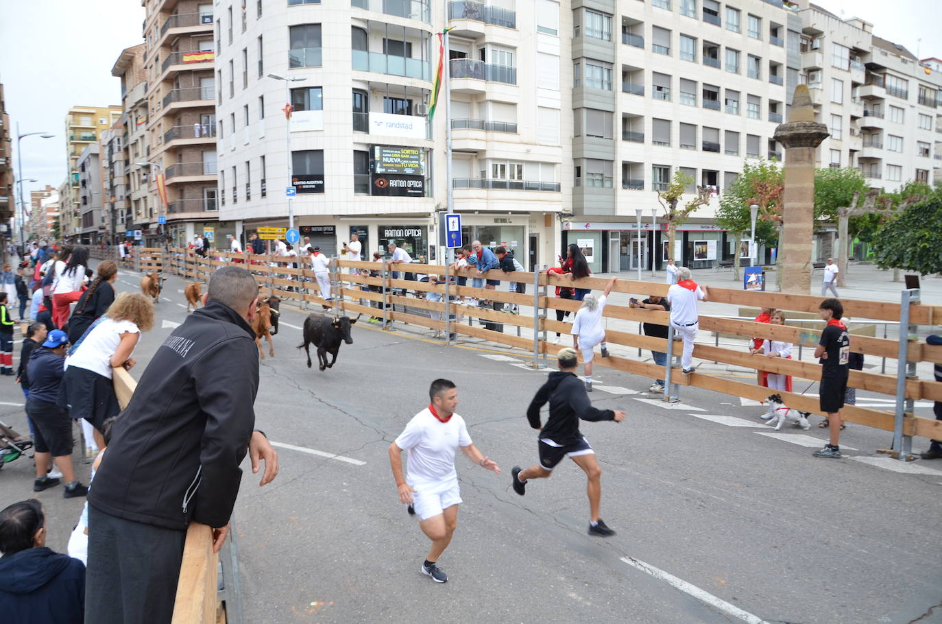 Las imágenes de las degustaciones, brindis y vacas en las fiestas de Calahorra